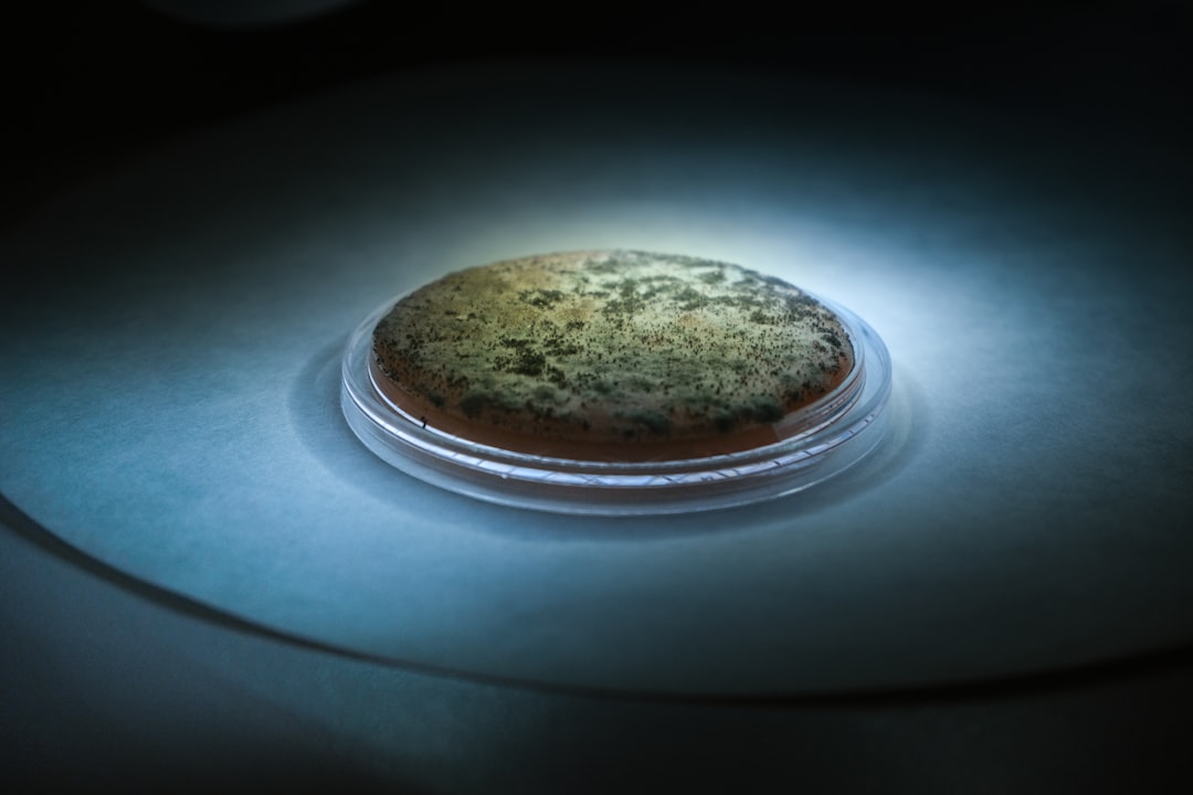 A round object, likely food, on a plate.